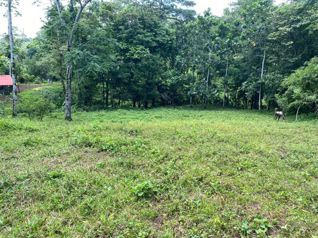 Venta de quinta en Peje Viejo, Florencia. San Carlos. en Florencia, San Carlos, Alajuela — 90 000 000 ₡ - Foto 5 de 13