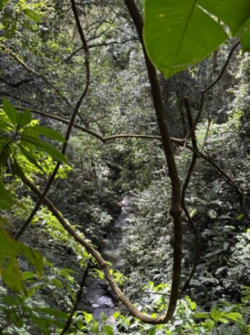 ¡Oportunidad en Fraijanes! Terreno de 8450m2 in Alajuela — ₡ 250 000 000