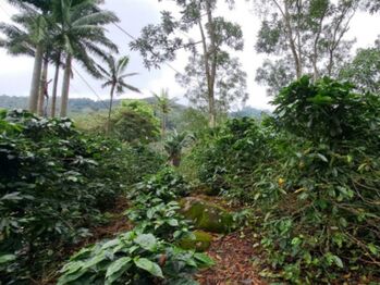 HACIENDA CAFETALERA EN TABARCIA en Tabarcia, Mora, San José — $4,000,000 - Foto 5 de 19
