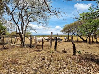 Venta Finca Ganadera Palmira Cañas Guanacaste 53 ha. en Palmira, Cañas, Guanacaste — 319 000 000 ₡ - Foto 4 de 20