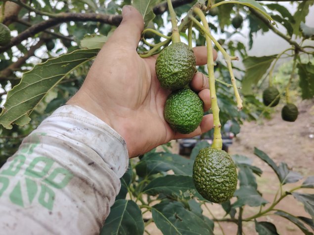 EN VENTA: Espectacular Finca Agrícola y Forestal en Santa María de Dota en Santa María, Dota, San José — ₡ 525 000 000