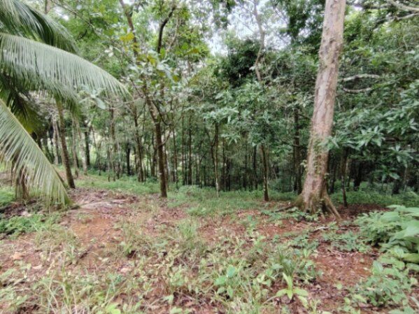 PROPIEDAD DE 3,520 M² EN VENTA – NATURALEZA, FAUNA Y SERVICIOS DISPONIBLES en Savegre, Quepos, Puntarenas — $116,160