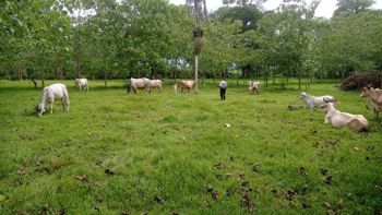 Se Vende Finca en Horquetas de Sarapiquí