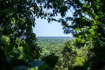 Se vende terreno de bosque primario en Cariari, Guápiles (FAU) in Guápiles, Pococí, Limón — $900,000 - Photo 4 of 10