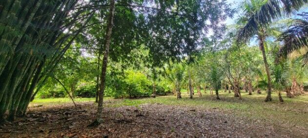Terreno frente a la playa en Puerto Jiménez, Golfito, Puntarenas — $450,000