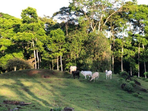 Finca  EN VENTA 2HA  Río Celeste- GUATUSO  en Katira, Guatuso, Alajuela — ₡ 65 000 000