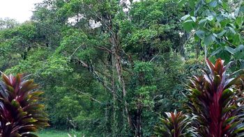SE VENDE FINCA EN HORQUETAS DE SARAPIQUÍ en Las Horquetas, Sarapiquí, Heredia — 150 000 000 ₡ - Foto 2 de 6