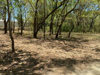 Terreno en Nosara, Guanacaste. en Nosara, Nicoya, Guanacaste — 110 000 000 ₡ - Foto 5 de 12