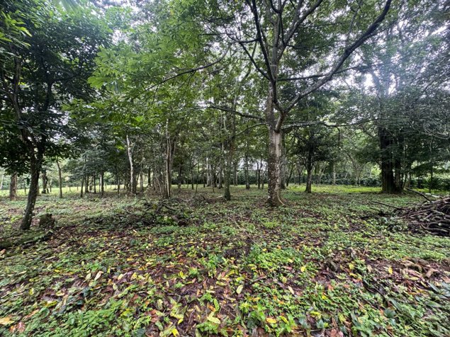 Venta de terreno en Los Bajos Atenas. en Atenas, Alajuela — ₡ 64 000 000 - Foto 3 de 22