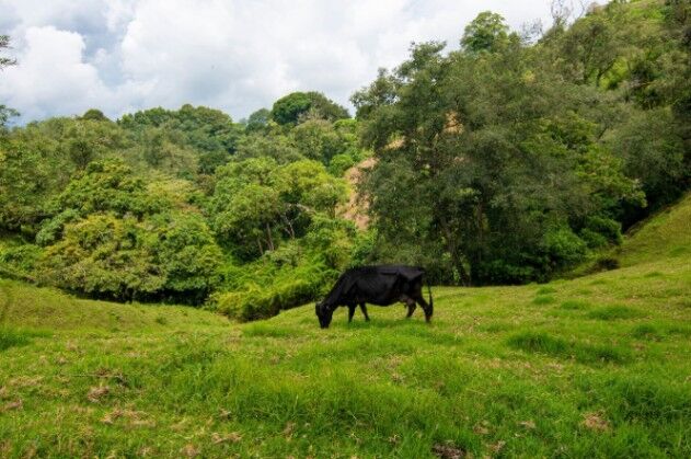 VENTA DE FINCA, CARTAGO, CARTAGO, LLANO GRANDE in Llano Grande, Cartago — ₡ 225 000 000