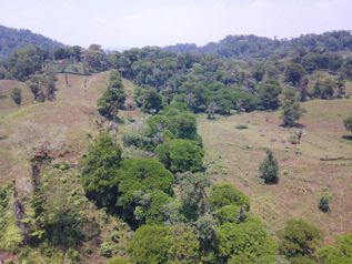 SE VENDE FINCA EN AGUAS MANZAS, GUAPILES in Guápiles, Pococí, Limón — 76 800 000 ₡ - Photo 3 of 30