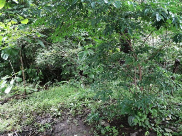  Lote , este se encuentra a 15 minutos del centro de Santa Cruz y a 10 minutos del centro de Nicoya. in Nicoya, Guanacaste — $30,000