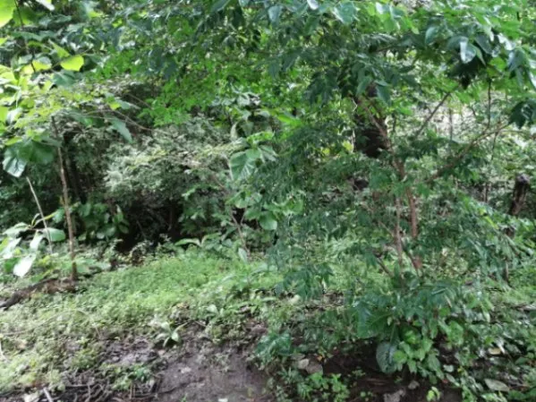  Lote , este se encuentra a 15 minutos del centro de Santa Cruz y a 10 minutos del centro de Nicoya. in Nicoya, Guanacaste — $30,000 - Photo 3 of 20