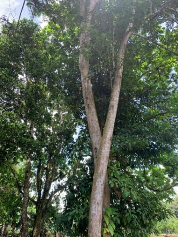 Lote esquinero en Cajón, Pérez Zeledón in Cajón, Pérez Zeledón, San José — ₡ 25 000 000