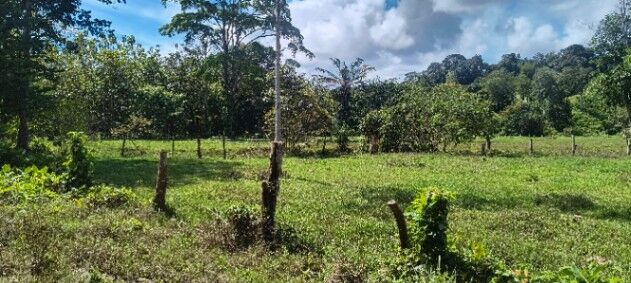 Finca en venta en Guaycará, Golfito, Puntarenas — ₡ 80 000 000