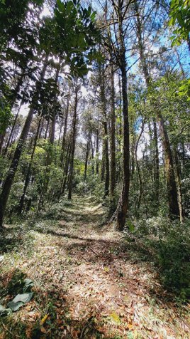 VENTA O ALQUILER FINCA DE DESARROLLO TURISTICO, CARTAGO in Quebradilla, Cartago — $7,500 - Photo 2 of 31