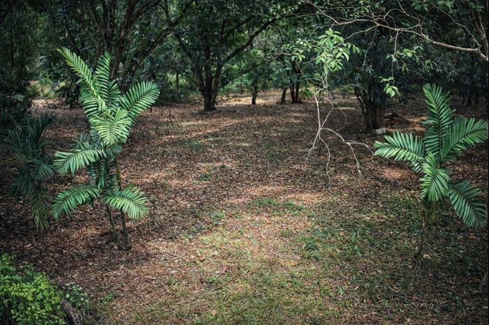 Lote Estratégico de 1.312 m² Frente a Ruta 27 – Orotina, Alajuela en Orotina, Alajuela — ₡ 45 000 000 - Foto 3 de 10