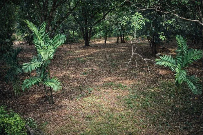 Strategic 1,312 m² Lot Facing Route 27 – Orotina, Alajuela in Orotina, Alajuela — ₡ 45 000 000 - Photo 3 of 10