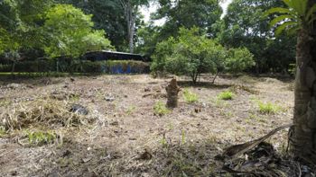 Venta de lotes contiguos en San Mateo de Alajuela in Jesús María, San Mateo, Alajuela — 35 500 000 ₡ - Photo 2 of 11