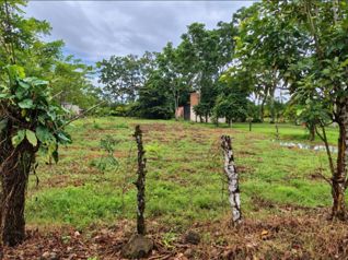 🌿 LOTE DE 2.209 m² EN VENTA | MUELLE DE LA PALMERA, SAN CARLOS en La Palmera, San Carlos, Alajuela — 40 000 000 ₡ - Foto 4 de 5