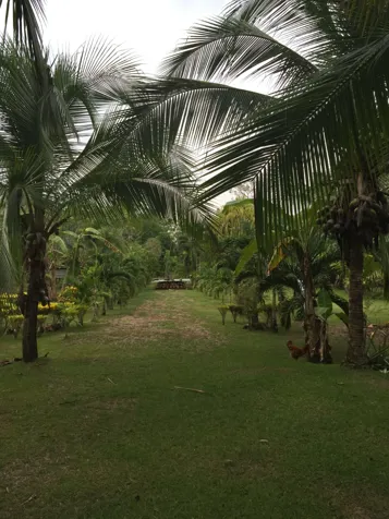 Unique Land 100m from the Sea ❌ $1,450,000 ➝ Now ✔🔥 $1,300,000 in Puerto Jiménez, Golfito, Puntarenas — $1,300,000