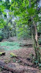 Terreno a la venta  en Guápiles, Pococí, Limón — 20 000 000 ₡ - Foto 4 de 12