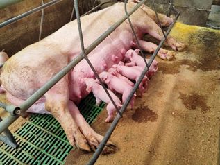 200 Degrees Mountain View Coffee and  Poultry Production Farm in San Pedro, Pérez Zeledón, San José — $265,000 - Photo 5 of 29