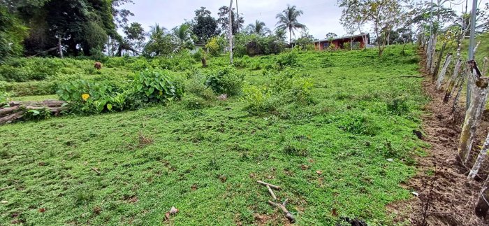 Lote En Venta En La Aurora, Limón in Limón — ₡ 16 000 000 - Photo 3 of 10