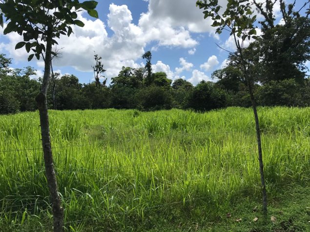 VENTA DE BELLA FINCA DE 5 Ha EN RIO FRIO DE SARAPIQUI en Las Horquetas, Sarapiquí, Heredia — $161,600 - Foto 2 de 6