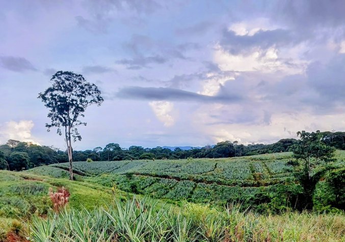 VENTA DE FINCA, HEREDIA, SARAPIQUÍ, GOLFITO, LA CUREÑA en Las Horquetas, Sarapiquí, Heredia — $550,000