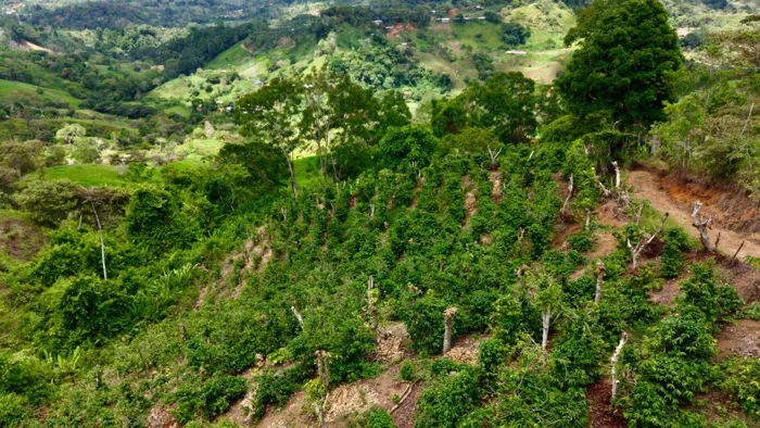 VENTA DE TERRENO DE 7.392 M2 CON VISTAS PANORAMICAS EN PLATANARES, PEREZ ZELEDON en Cajón, Pérez Zeledón, San José — $47,000 - Foto 3 de 34