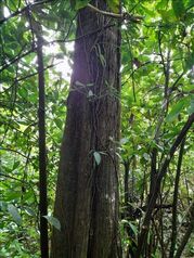 Finca en Venta Cahuita, Talamanca, Limón