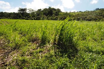 Venta Finca Cuidad Quesada San Carlos en Quesada, San Carlos, Alajuela — $2,500,000 - Foto 4 de 15