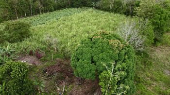 Venta de Lote Plano, a 20 min del centro de La Fortuna en La Fortuna, San Carlos, Alajuela — 46 000 000 ₡ - Foto 4 de 13