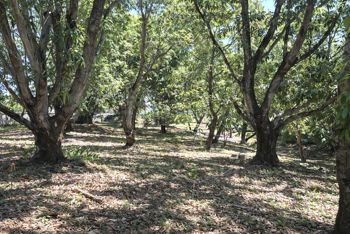 VENTA / Terreno en Coyolar, Orotina, Alajuela