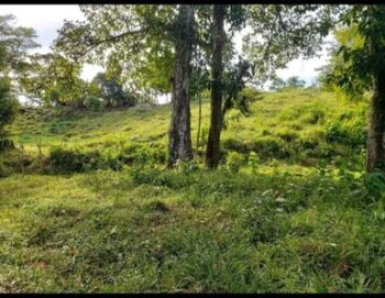 Vendo finca de 115 manzanas en cutris de San Carlos, se recibe como intercambio tambien en Cutris, San Carlos, Alajuela — 316 250 000 ₡ - Foto 5 de 15