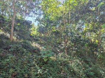 Venta de Lote en San Ramon, Alajuela. RAH 26-1283 en Ángeles, San Ramón, Alajuela — 139 875 000 ₡ - Foto 5 de 15