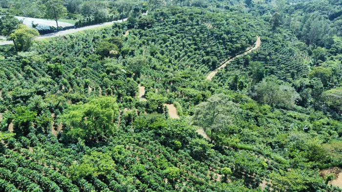 FINCA EN VENTA, ALAJUELA, NARANJO, CAFE DE ALTURA en Naranjo, Alajuela — $875,000 - Foto 3 de 6