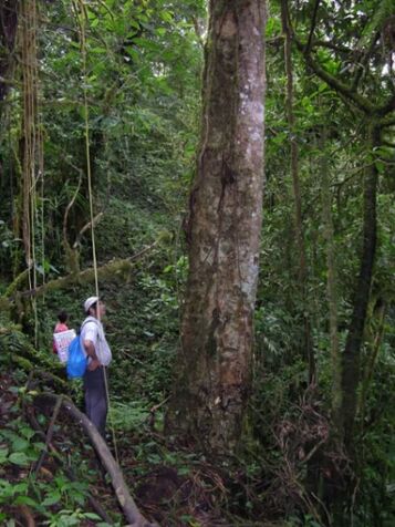 SE VENDEN 95 HECTÁREAS DE BOSQUE PRIMARIO EN PÉREZ ZELEDÓN.  en San Pedro, Pérez Zeledón, San José — $1,200,000