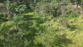 Land For Sale San Mateo, San Mateo, Alajuela