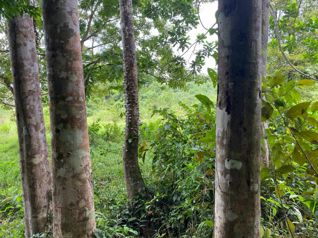 Venta Finca Productiva 96 Ha con Río y Nacientes Cutris San Carlos in Cutris, San Carlos, Alajuela — $1,275,000 - Photo 4 of 14
