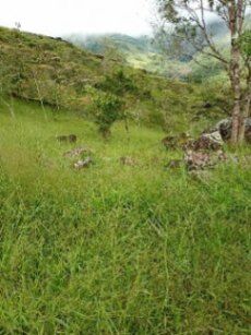 SE VENDE BELLA Y ÚTIL FINCA EN VOLCÁN, BUENOS AIRES, PUNTARENAS.  in Volcán, Buenos Aires, Puntarenas — ₡ 200 000 000