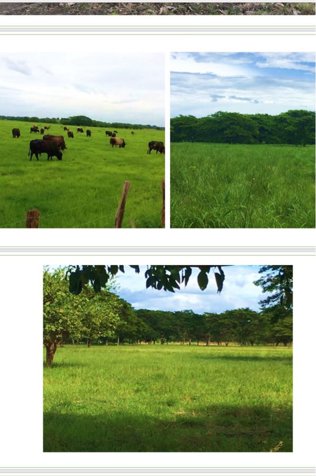 Finca agricola ganadera 294 Ha en Filadelfia Gte en Filadelfia, Carrillo, Guanacaste — $2,352,000 - Foto 2 de 8
