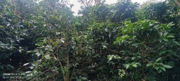 SE VENDE FINCA CAFETALERA EN JERICÓ, DESAMPARADOS.  en Desamparados, San José — $1,300,000