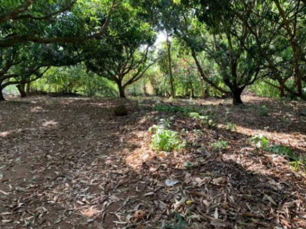 LA PROPIEDAD DE SUS SUEÑOS EN ATENAS.  en Atenas, Alajuela — ₡ 150 000 000
