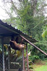 VENTA DE FINCA CON CASA, HEREDIA, SARAPIQUÍ, LA VIRGEN en La Virgen, Sarapiquí, Heredia — $420,000 - Foto 5 de 13