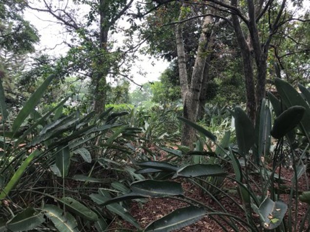 VENTA TERRENO DE DESARROLLO, SAN JOSE, CURRIDABAT, HACIENDA VIEJA en Curridabat, San José — $4,619,230 - Foto 2 de 15