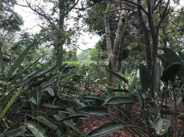 VENTA TERRENO DE DESARROLLO, SAN JOSE, CURRIDABAT, HACIENDA VIEJA en Curridabat, San José — $4,619,230 - Foto 2 de 15