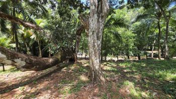 Lote con quebrada y bosque/2506m2/SAN MATEO in Labrador, San Mateo, Alajuela — 100 000 000 ₡ - Photo 5 of 56