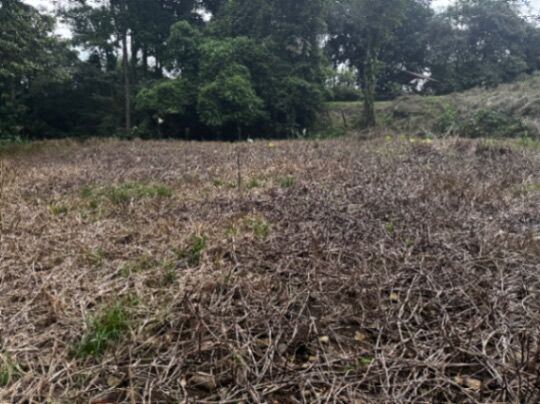 Oportunidad única: lote amplio en zona de alta plusvalía  en Guápiles, Pococí, Limón — ₡ 60 000 000